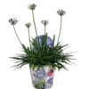 Agapanthus, In 17cm-pot 1 Agapanthus, In 17cm-pot -Goedkope Groen & Gereedschap Winkel agapanthus in 17cm pot 1000x1000 6247101b623b5 l