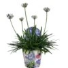 Agapanthus XL, In 24cm-pot 2 Agapanthus XL, In 24cm-pot -Goedkope Groen & Gereedschap Winkel agapanthus xl in 24cm pot 1000x1000 645385e05b20b l