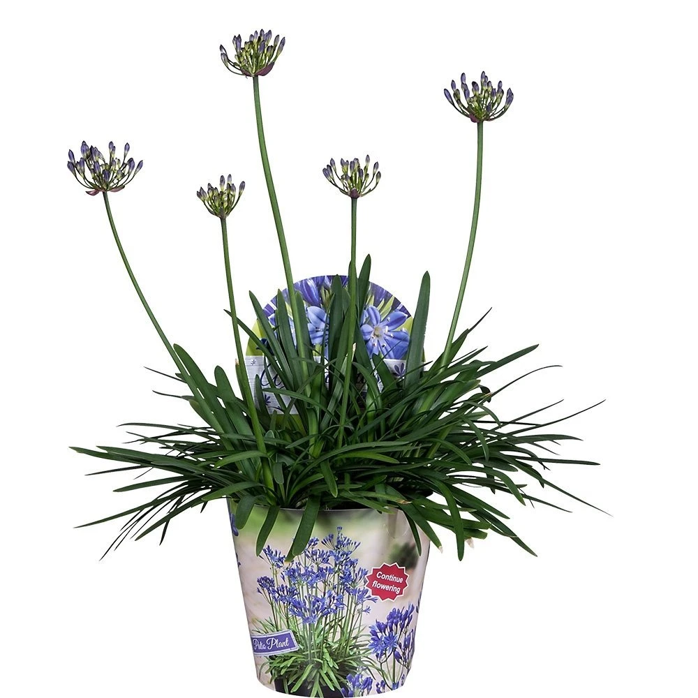 Agapanthus XL, In 24cm-pot 3 Agapanthus XL, In 24cm-pot