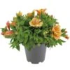 Alstroemeria, In 19cm-pot 2 Alstroemeria, In 19cm-pot -Goedkope Groen & Gereedschap Winkel alstroemeria in 19cm pot 1000x1000 625ecc05d4f2e l
