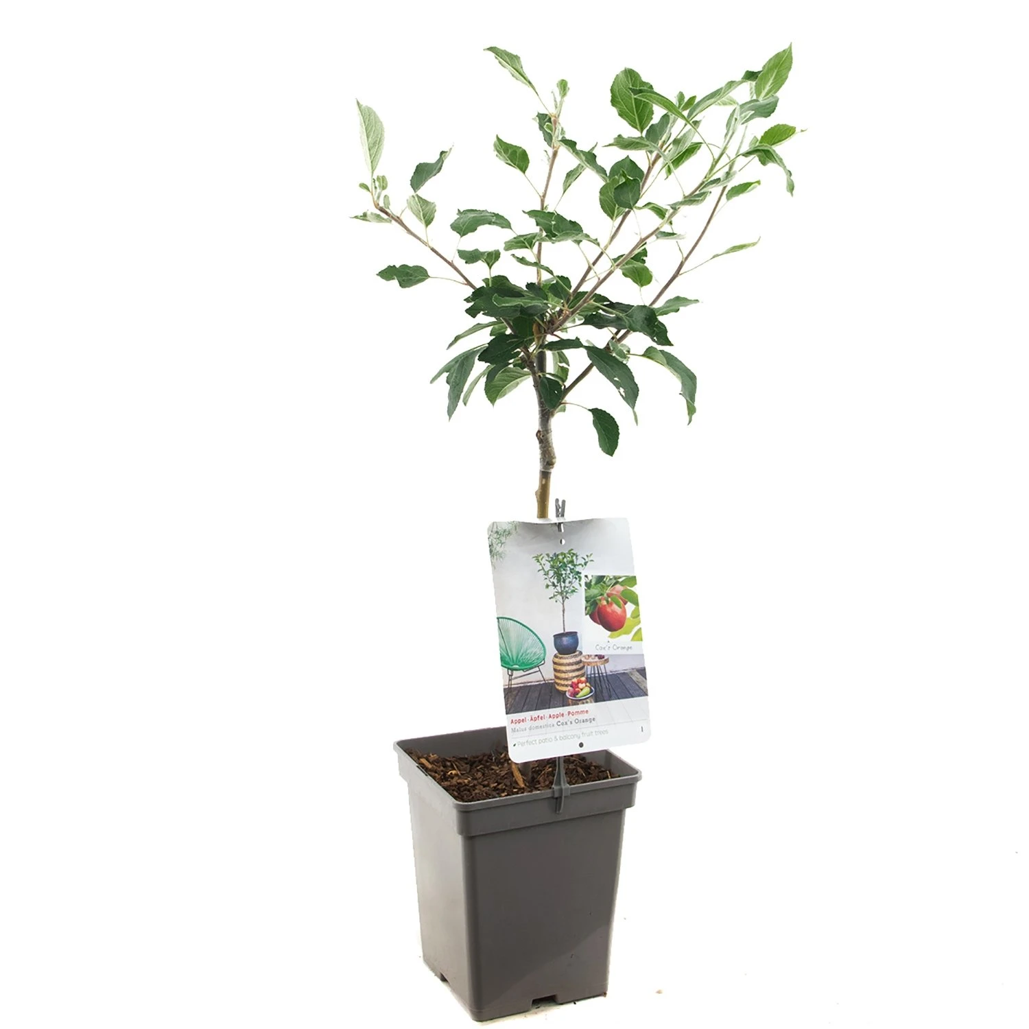 Appelboom (Malus Dom. Cox's Orange P. Patio), In Pot 3 Appelboom (Malus Dom. Cox's Orange P. Patio), In Pot