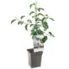 Appelboom (Malus Dom. Jonagold Patio), In Pot -Goedkope Groen & Gereedschap Winkel appel malus dom jonagold patio 1272x1272 623c76e329b03 l