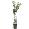 Appelboom Wonder Tree Elstar 1 Appelboom Wonder Tree Elstar -Goedkope Groen & Gereedschap Winkel appelboom wonder tree elstar 1500x1500 624ecd213249e l