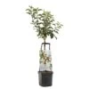 Appelboom Wonder Tree Santana 1 Appelboom Wonder Tree Santana -Goedkope Groen & Gereedschap Winkel appelboom wonder tree santana 1500x1500 624ece981098b l