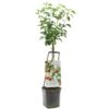 Appelboom Wonder Tree Topaz -Goedkope Groen & Gereedschap Winkel appelboom wonder tree topaz 1500x1500 624ed209e86d2 l