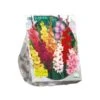 Baltus Gladiolus Gemengd Per 100 -Goedkope Groen & Gereedschap Winkel baltus gladiolus gemengd per 100 800x800 62309c948c05a l