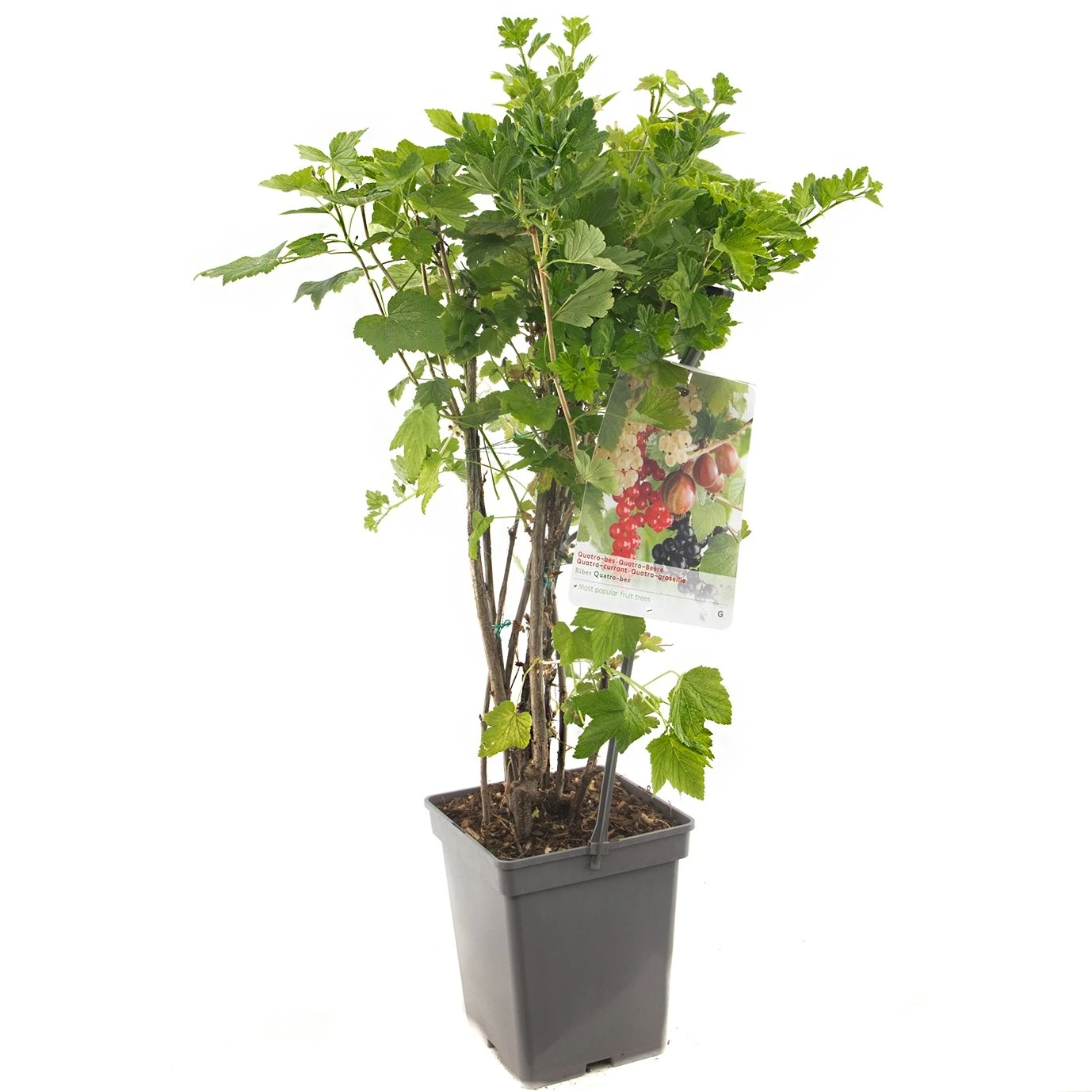 Bessenstruik Kwartet (Ribes Quatro-bes - Draagbeugel), In Pot 3 Bessenstruik Kwartet (Ribes Quatro-bes - Draagbeugel), In Pot