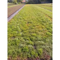 Daktuin Sedumtray Wildflower (per M²) -Goedkope Groen & Gereedschap Winkel daktuin sedumtray wildflower per m 800x800 6287455890b51 l