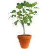 Ficus Carica 150-170 Hoog, In 27cm-pot -Goedkope Groen & Gereedschap Winkel ficus carica 150 170 hoog in 27cm pot 1000x1000 625410af61732 l