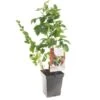 Fruit Kwartet (Ribes / Rubus Fruit Kwartet - Draag), In Pot 2 Fruit Kwartet (Ribes / Rubus Fruit Kwartet - Draag), In Pot -Goedkope Groen & Gereedschap Winkel fruit kwartet ribes rubus fruit kwartet draag 1500x1500 623c768ec3eff l