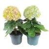Hortensia Avantgarde, In 23cm-pot -Goedkope Groen & Gereedschap Winkel hortensia avantgarde in 23cm pot 1000x1000 641d698b8e43f l