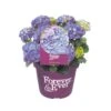Hortensia Forever&Ever, In 23cm-pot -Goedkope Groen & Gereedschap Winkel hortensia forever ever in 23cm pot 1000x1000 6427f57c35193 l