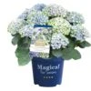 Hortensia Magical, In 23cm-pot -Goedkope Groen & Gereedschap Winkel hortensia magical in 23cm pot 1000x1000 641d69dbe002f l