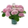 Hydrangea Magical 'voor Binnen' -Goedkope Groen & Gereedschap Winkel hydrangea magical voor binnen 1000x1000 625410a69f7a3 l