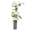 Kiwibes (Actinidia Arguta Ken's Red), In Pot -Goedkope Groen & Gereedschap Winkel kiwibes actinidia arguta ken s red 1500x1501 623c76d6ddb50 l