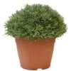 Lavendel, In 30cm-pot -Goedkope Groen & Gereedschap Winkel lanvendel in 30cm pot 800x800 62273561adc92 l