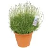 Lavendel -Goedkope Groen & Gereedschap Winkel lavendel 1000x1000 649ea042de58b l
