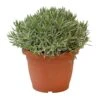 Lavendel, In 25cm-pot -Goedkope Groen & Gereedschap Winkel lavendel in 25cm pot 800x800 6227356176881 l