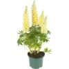 Lupine, In 23cm-pot -Goedkope Groen & Gereedschap Winkel lupine in 23cm pot 1000x1000 627b6e69acd34 l