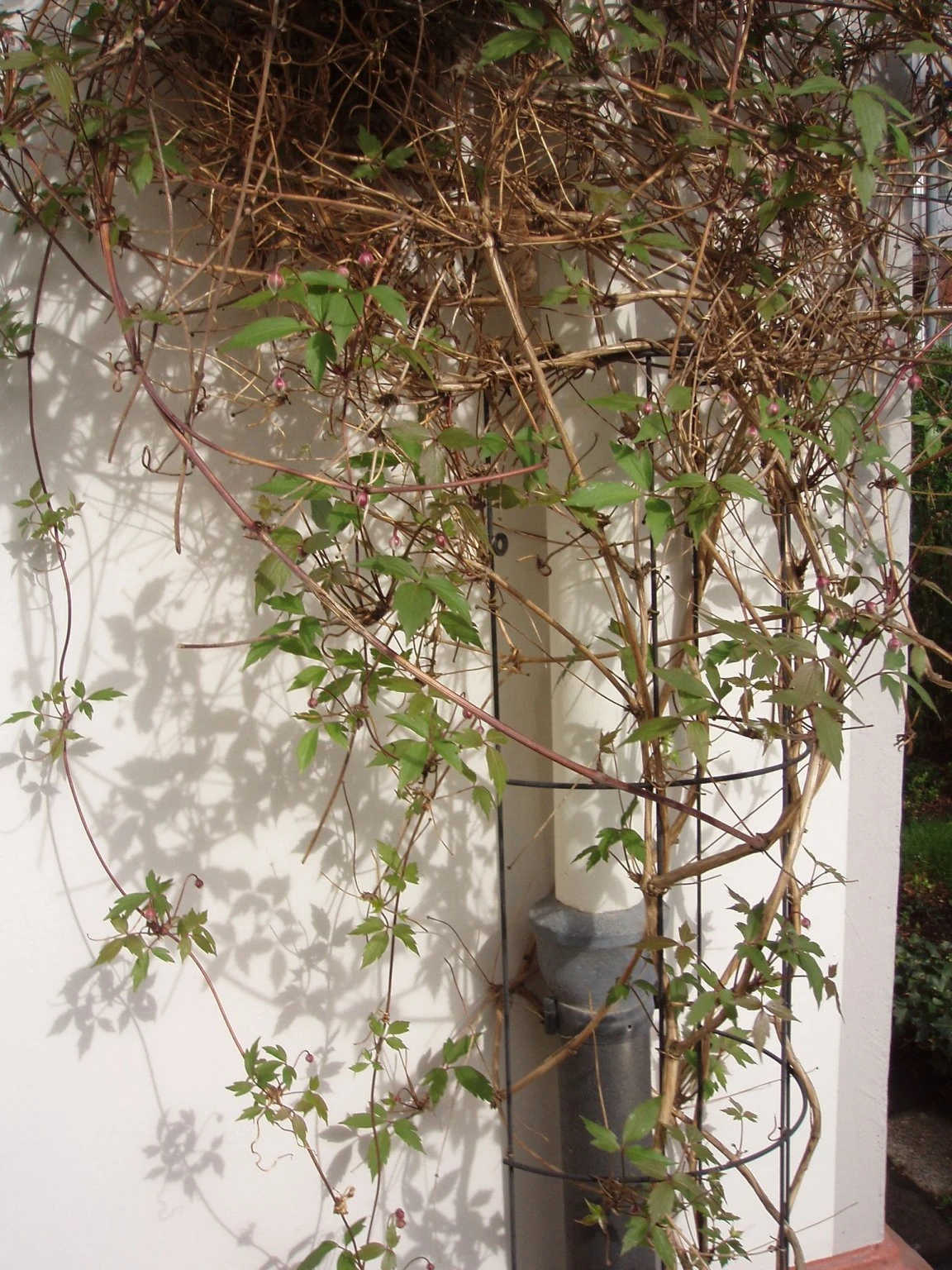 Nature Metalen Regenpijp Klimrek Groen - H145x18cm 4 Nature Metalen Regenpijp Klimrek Groen - H145x18cm - Afbeelding 2