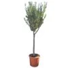 Olijfboom 160cm, In 27cm-pot -Goedkope Groen & Gereedschap Winkel olijfboom 160cm in 27cm pot 1000x1000 62568eabda9e9 l