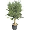Olijfboom Groot, 30cm Stamomtrek -Goedkope Groen & Gereedschap Winkel olijfboom groot 30cm stamomtrek 1000x1000 62568eda34493 l