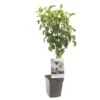 Perenboom (Pyrus Comm. Beurré Hardy Patio), In Pot -Goedkope Groen & Gereedschap Winkel peer pyrus comm beurre hardy patio 1500x1500 623c76e829ff3 l