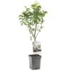Perenboom (Pyrus Comm. Bonne Louise Patio), In Pot 2 Perenboom (Pyrus Comm. Bonne Louise Patio), In Pot -Goedkope Groen & Gereedschap Winkel peer pyrus comm bonne louise patio 1324x1324 623c76eac65d6 l