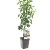 Perenboom (Pyrus Comm. Doyenné Du Comice Patio), In Pot -Goedkope Groen & Gereedschap Winkel peer pyrus comm doyenne du comice patio 1500x1500 623c76ea3548b l