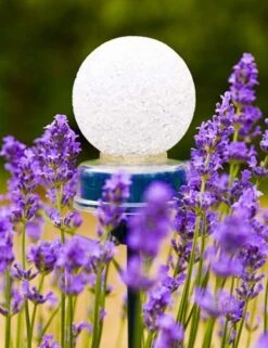 Pinnups Solarlampje 13 X Ø 5cm 9 Pinnups Solarlampje 13 X Ø 5cm -Goedkope Groen & Gereedschap Winkel pinnups solarlampje 13 x 5cm 567x737 626140f6a8e33 l