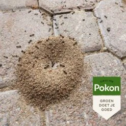 Pokon Tegen Mieren Korrels 400gr -Goedkope Groen & Gereedschap Winkel pokon tegen mieren korrels 400gr 1000x1000 6221fb52c5ede l