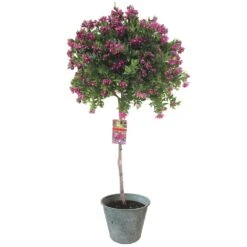 Polygala Op Stam, In 21cm-pot