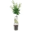 Pruimenboom Wonder Tree Opal -Goedkope Groen & Gereedschap Winkel pruimenboom wonder tree opal 1416x1416 624eccba0296f l