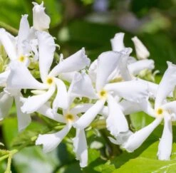 Toscaanse Jasmijn XL 95cm Hoog, In 17cm-pot 5 Toscaanse Jasmijn XL 95cm Hoog, In 17cm-pot -Goedkope Groen & Gereedschap Winkel toscaanse jasmijn xl 95cm hoog in 17cm pot 3366x3307 6479ef3d08f3e l