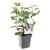 Vijgenboom (Ficus Carica Brown Turkey), In Pot -Goedkope Groen & Gereedschap Winkel vijg ficus carica brown turkey 1500x1500 623c76aa6c05a l