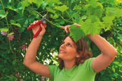 WOLF-Garten Aambeeld Snoeischaar Comfort Plus RS2500 7 WOLF-Garten Aambeeld Snoeischaar Comfort Plus RS2500 -Goedkope Groen & Gereedschap Winkel wolf garten aambeeld snoeischaar comfort plus rs2500 1619177787 1 l