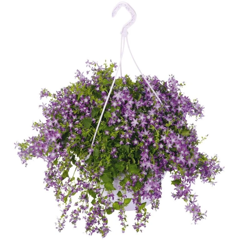 Goedkope Groen & Gereedschap Winkel -Goedkope Groen & Gereedschap Winkel campanula addenda in 27cm hangpot 1000x1000 625ecc0a4bfff l 768x768 1